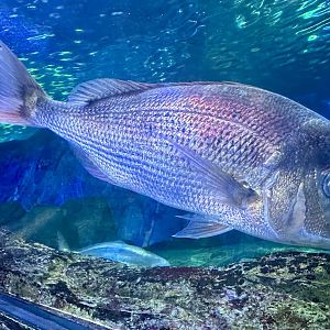 Australasian snapper (Pagrus auratus)