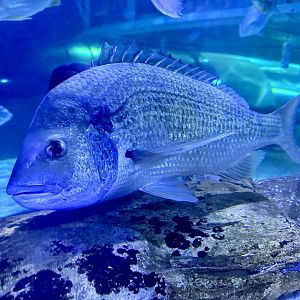 Black bream (Acanthopagrus butcheri)