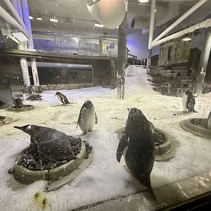 King/Gentoo Penguin Exhibit