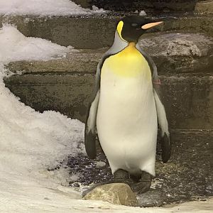 King penguin (Aptenodytes patagonicus)
