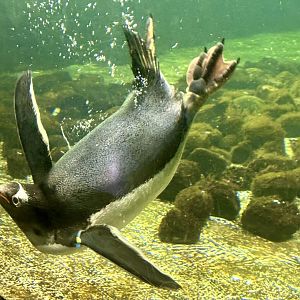 Gentoo penguin (Pygoscelis papua)