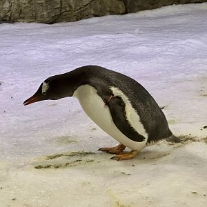 Gentoo penguin (Pygoscelis papua)