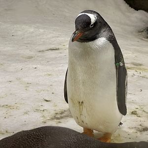 Gentoo penguin (Pygoscelis papua)