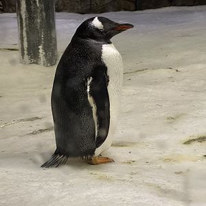 Gentoo penguin (Pygoscelis papua)