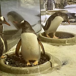Gentoo penguin (Pygoscelis papua)