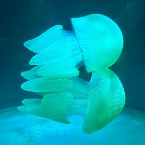 Blue blubber jellyfish (Catostylus mosaicus)