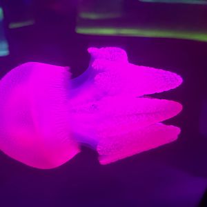 Blue blubber jellyfish (Catostylus mosaicus)