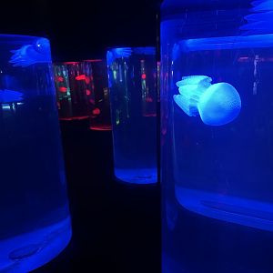 Jellyfish Hall of Mirrors