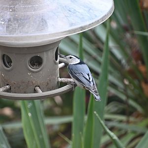 White breasted nuthatch (Sitta carolinensis)