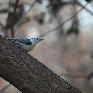 White breasted nuthatch (Sitta carolinensis)