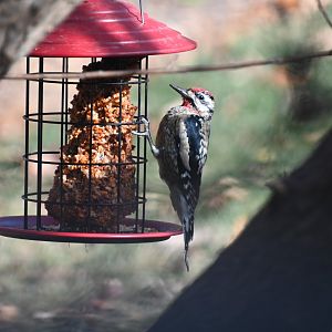 Yellow-bellied sapsucker (Sphyrapicus varius)