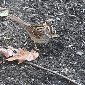 White-throated sparrow (Zonotrichia albicollis)