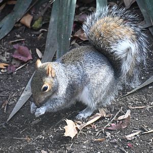 Grey squirrel (Sciurus carolinensis)