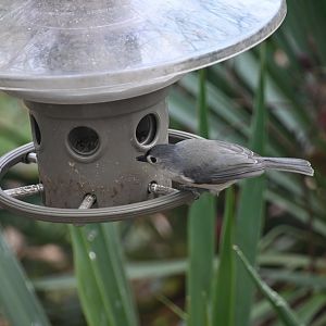 Tufted titmouse (Baeolophus bicolor)