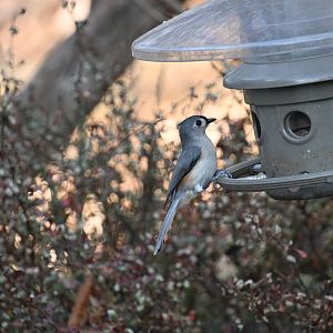 Tufted titmouse (Baeolophus bicolor)