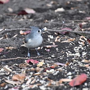 Tufted titmouse (Baeolophus bicolor)