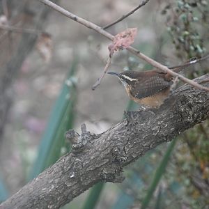 Bewick's wren (Thryomanes bewickii)