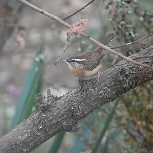Bewick's wren (Thryomanes bewickii)