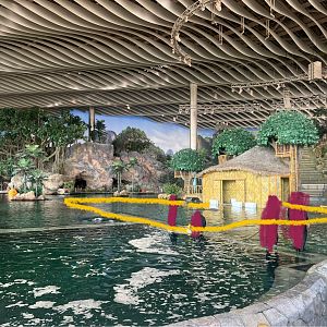 Pool of Indian Humpback Dolphin (yellow)