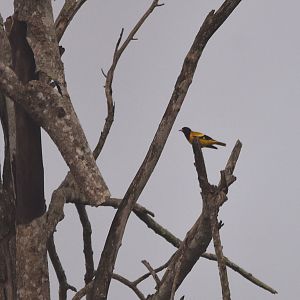 Black-hooded Oriole, Nagarahole Tiger Reserve, 20th November 2024