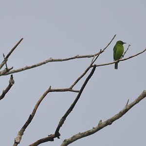 Golden-fronted Leafbird, Nagarahole Tiger Reserve, 20th November 2024