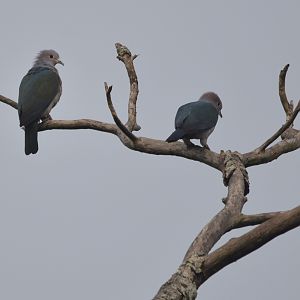 Green Imperial Pigeons, Nagarahole Tiger Reserve, 20th November 2024
