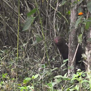 Ruddy Mongoose, Nagarahole Tiger Reserve, 20th November 2024