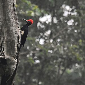 White-bellied Woodpecker, Nagarahole Tiger Reserve, 20th November 2024