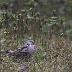 Spotted Dove, Nagarahole Tiger Reserve, 20th November 2024