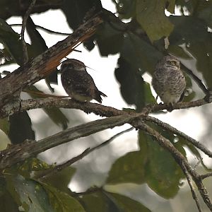 Spotted Owlets, Nagarahole Tiger Reserve, 20th November 2024
