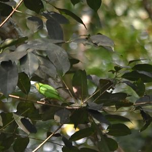 Jerdon's Leafbird, Kabini River Lodge, 20th November 2024