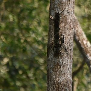 Brown-capped Pygmy Woodpecker, Kabini River Lodge, 20th November 2024