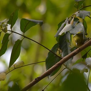 Common Iora, Kabini River Lodge, 20th November 2024