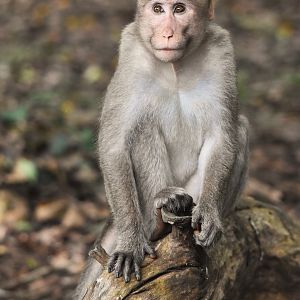 Dark-bellied Bonnet Macaque, Kabini River Lodge, 20th November 2024