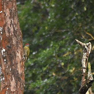 Streak-throated Woodpecker, Nagarahole Tiger Reserve, 20th November 2024
