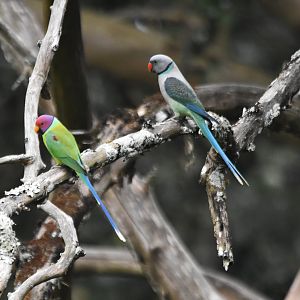 Plum-headed and Blue-winged Parakeets, Nagarahole Tiger Reserve, 20th November 2024