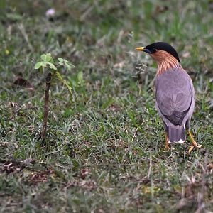 Brahminy Starling, Nagarahole Tiger Reserve, 20th November 2024