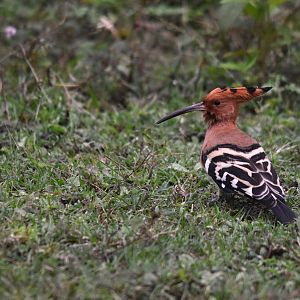 Eurasian Hoopoe, Nagarahole Tiger Reserve, 20th November 2024