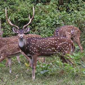 Axis Deer (Chital), Nagarahole Tiger Reserve, 20th November 2024
