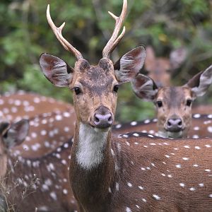 Axis Deer (Chital), Nagarahole Tiger Reserve, 20th November 2024