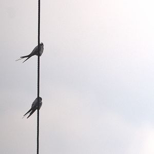 Crested Treeswifts, Nagarahole Tiger Reserve, 20th November 2024