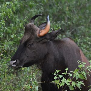 Indian Gaur, Nagarahole Tiger Reserve, 20th November 2024