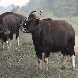 Indian Gaur, Nagarahole Tiger Reserve, 20th November 2024