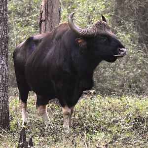 Indian Gaur, Nagarahole Tiger Reserve, 20th November 2024