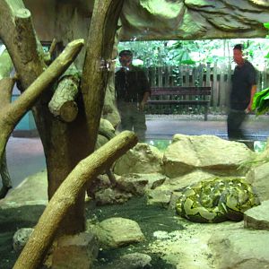 Reticulated Python, Reptile House