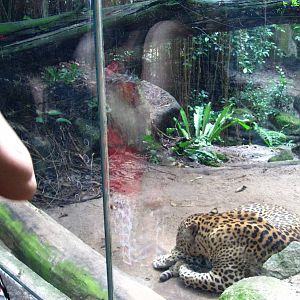 Sri Lankan Leopard, Cat Country