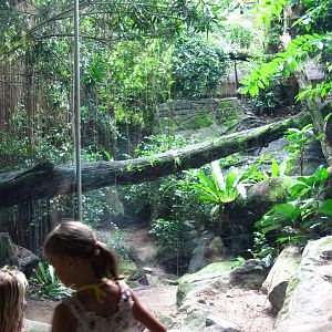 Sri Lankan Leopard exhibit, Cat Country