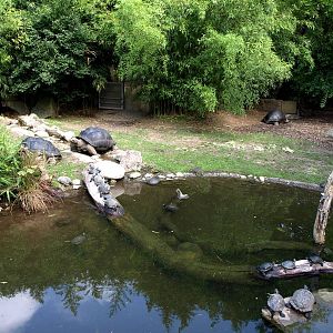 Duisburg Zoo - Giant tortoise exhibit
