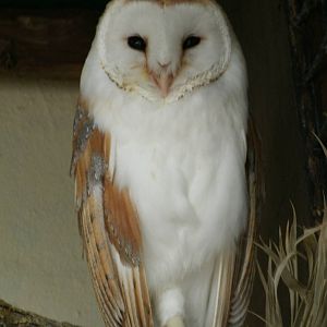 Some Photos of Animals At Mediterraneo Marine Park, Malta