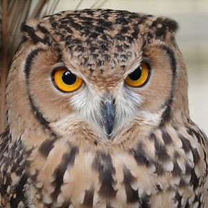 Some Photos of Animals At Mediterraneo Marine Park, Malta